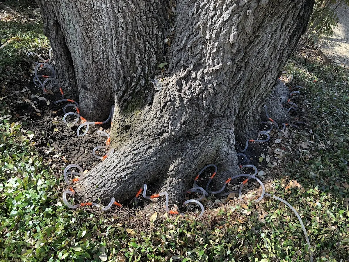 Detailed Tree Cabling and Bracing job site in Cullom